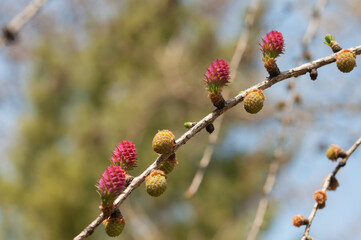 buds and flowers on a larch