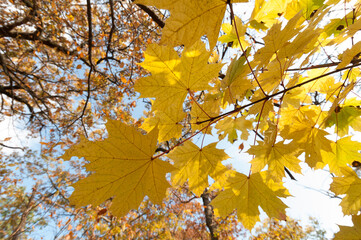 autumn leaves in the sun