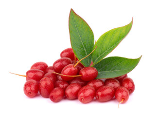 Elaeagnus multiflora isolated on white background. Cherry elaeagnus, cherry silverberry, goumi or gumi berry.