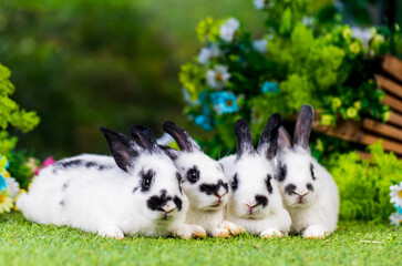 Adorable and cute new born rabbit. baby cute rabbit or new born adorable bunny.	 Easter Bunny.