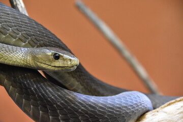 Mamba