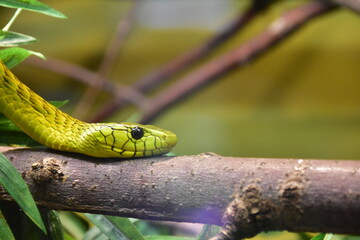Grüne Mamba