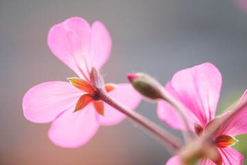 ベランダのゼラニウム。朝日を浴びて透き通る花びらを明るいトーンで撮影。