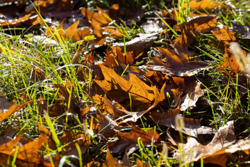 Fallen to the ground dry maple foliage in the autumn season