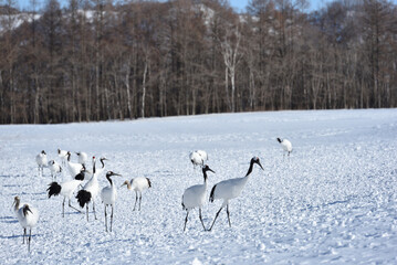 Obraz premium Bird watching, red-crowned crane, in winter