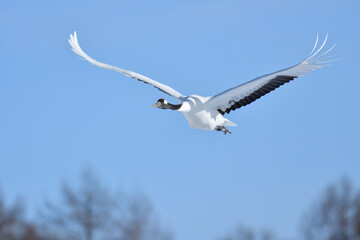 Bird watching, red-crowned crane, in
 winter