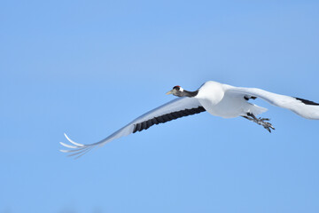 Bird watching, red-crowned crane, in
 winter
