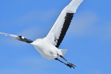 Bird watching, red-crowned crane, in
 winter