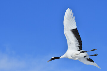 Bird watching, red-crowned crane, in
 winter