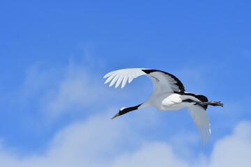 Bird watching, red-crowned crane, in
 winter