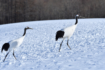 Bird watching, red-crowned crane, in
 winter