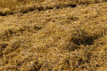 Yellow-golden straw in the field after harvesting