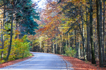 Szlak prowadzący na Łysą Górę (Święty Krzyż). Jesienny las. Puszcza jodłowa  - obrazy, fototapety, plakaty
