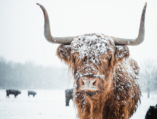 Scottish Highlander Cow Cattle covered with snow in nature 2022 - obrazy, fototapety, plakaty