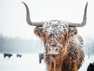 Cercles muraux Highlander écossais Bovins de vache Highlander écossais recouverts de neige dans la nature 2022