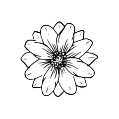 Fototapeta premium wild flowers, dooddle, lineart, vector, illustration, hand drawing