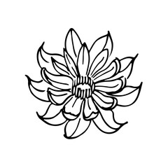 wild flowers, dooddle, nenuphar, lineart, vector, illustration, hand drawing