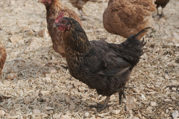 Chickens raised by natural feeding in the village environment