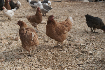 
Chickens raised by natural feeding in the village environment
