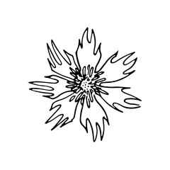 wild flowers, dooddle, cornflower, lineart, vector, illustration, hand drawing