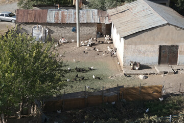 
Chickens raised by natural feeding in the village environment

