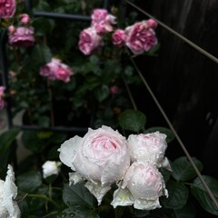 bouquet of pink roses