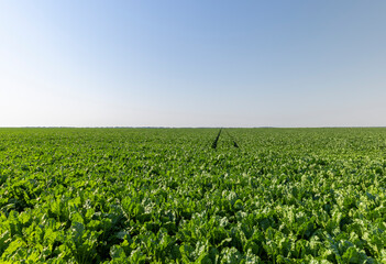 Fototapeta na wymiar The green foliage of sweet sugar beet