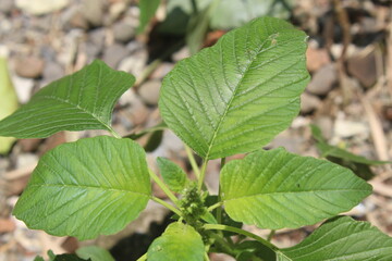 wild leaves growing in the yard
