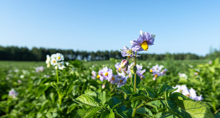 Potato field with green bushes of flowering potatoes