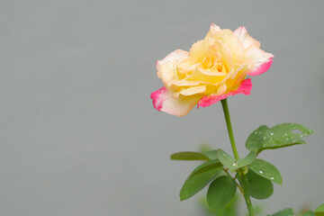 A beautiful rose flower blossoms and green leaves covered with raindrops