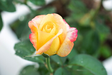 A beautiful rose to bloom