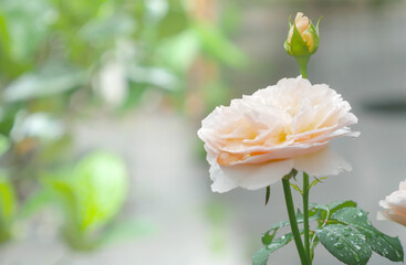 A beautiful rosebud and rose blossoms