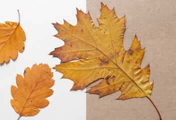 small and large autumn leaves on paper card