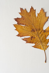 isolated oak leaf and blank space for copy