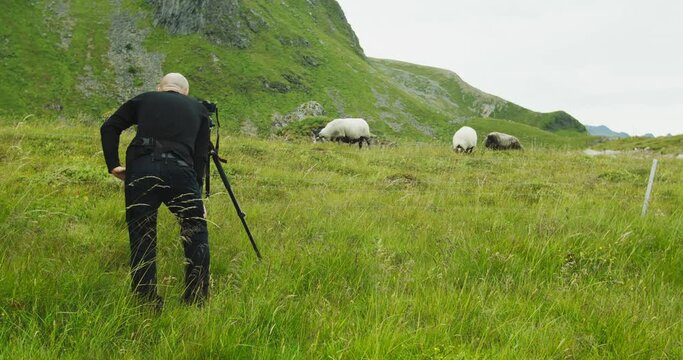 Nature photographer tourist with camera and a tripod photographs the sheeps while standing in the long green grass.
