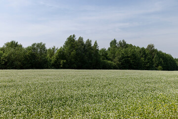 A field with unripe wheat in the summer season