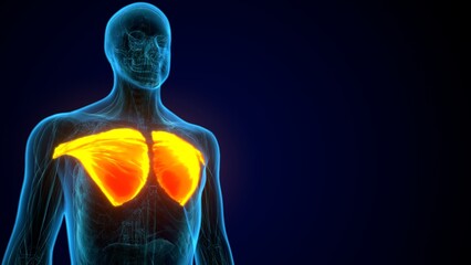 3D illustration of Pectoralis Major, Part of Muscle Anatomy.
