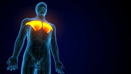 3D illustration of Pectoralis Major, Part of Muscle Anatomy.
