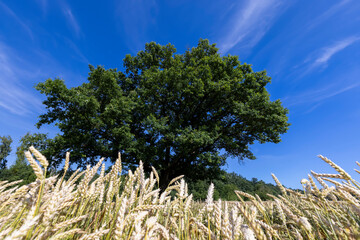 One oak with green foliage in a field with yellow wheat