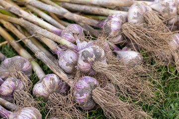 Harvested garlic on the grass while drying in the sun