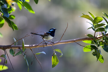 Obraz premium Wild blue and black finch wren on a branch