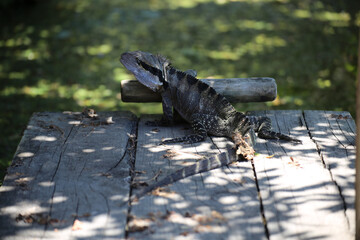 Water lizard dragon on water deck jetty sunning and shedding skin