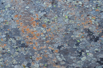 Colorful lichen on rock, abstract details of organic structure, background