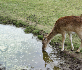 
Spotted deer wild animal in national park drinking water