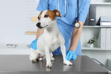 Veterinarian applying bandage onto dog's paw at table in clinic, closeup