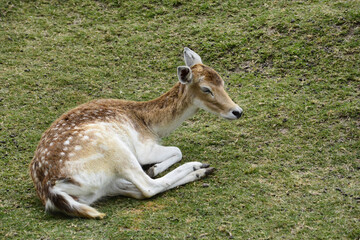 Spotted deer wild animal in national park