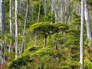 Natural Bonsai Tree, West Coast Trail