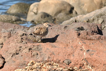 AVES EN LA COSTA DE TENERIFE