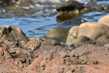 AVES EN LA COSTA DE TENERIFE