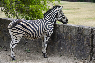 Fototapeta na wymiar zebra in wild, nature and wildlife, Beautiful zebras standing and eating on a grass field